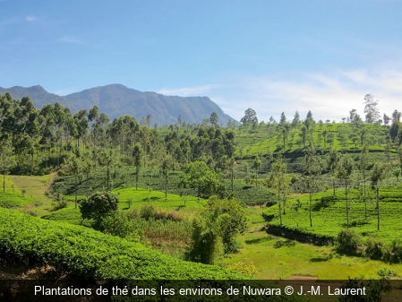 Plantations de thé dans les environs de Nuwara J.-M. Laurent