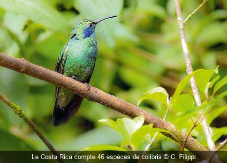 Le Costa Rica compte 46 espèces de colibris C. Filippi
