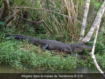 Alligator dans le marais de Terrebonne D.R.
