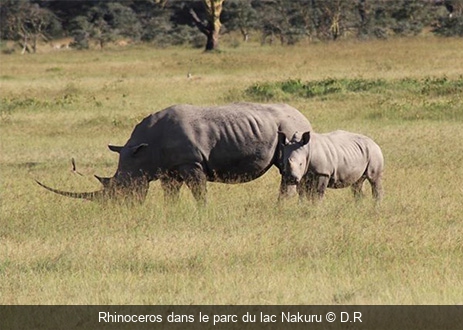 Rhinoceros dans le parc du lac Nakuru D.R