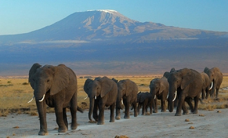 Circuit au Kenya : Safari kenyan