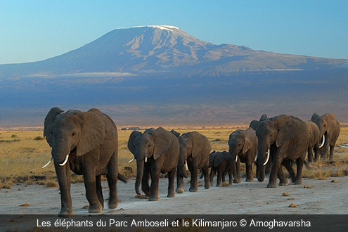 Les éléphants du Parc Amboseli et le Kilimanjaro Amoghavarsha