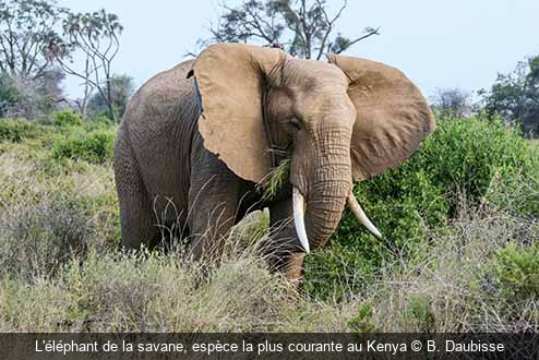L'éléphant de la savane, espèce la plus courante au Kenya B. Daubisse