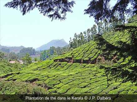 Plantation de thé dans le Kerala J.P. Dalbéra