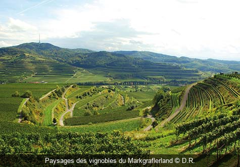 Paysages des vignobles du Markgraflerland D.R.