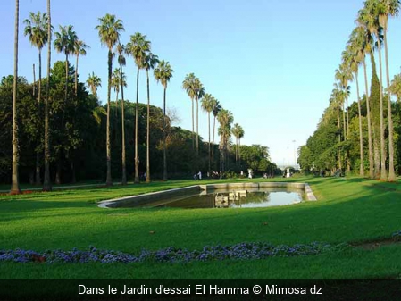 Dans le Jardin d'essai El Hamma Mimosa dz