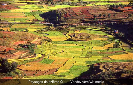 Paysages de rizières  J.L. Vandevivère/wikimedia