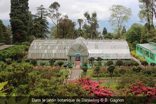 Dans le jardin botanique de Darjeeling B. Gagnon