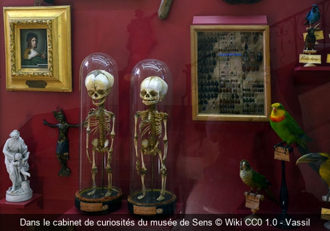 Dans le cabinet de curiosités du musée de Sens Wiki CC0 1.0 - Vassil