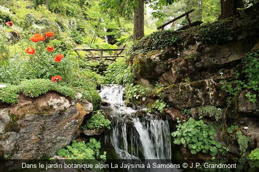 Dans le jardin botanique alpin La Jaÿsinia à Samoëns J.P. Grandmont