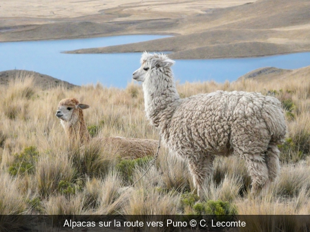 Alpacas sur la route vers Puno C. Lecomte