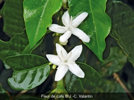 Fleur de café J.-C. Valantin
