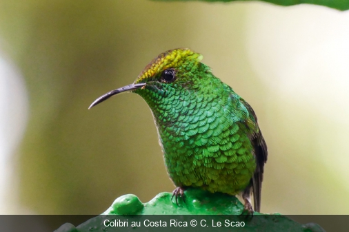 Colibri au Costa Rica C. Le Scao