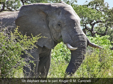 Un éléphant dans le parc Kruger M. Cantinelli