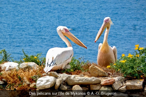 Des pélicans sur l’île de Mykonos A.-G. Brugeron