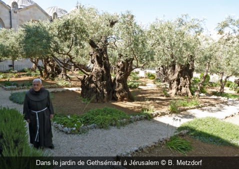 Dans le jardin de Gethsémani à Jérusalem B. Metzdorf
