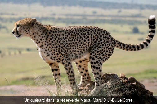 Un guépard dans la réserve de Masaï Mara J.-B. Le Corre