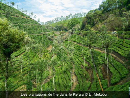 Des plantations de thé dans le Kerala B. Metzdorf