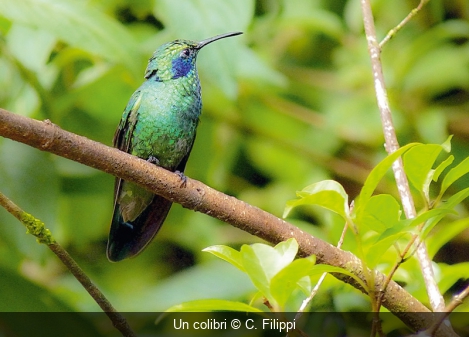 Un colibri C. Filippi
