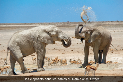 Des éléphants dans les sables du Namib M. Offner
