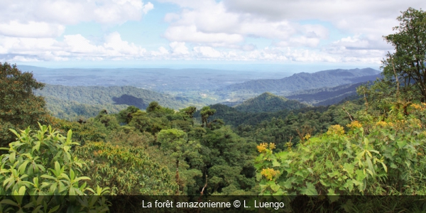 La forêt amazonienne L. Luengo