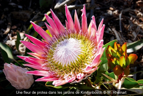 Une fleur de protea dans les jardins de Kirstenbosch M. Rheinart