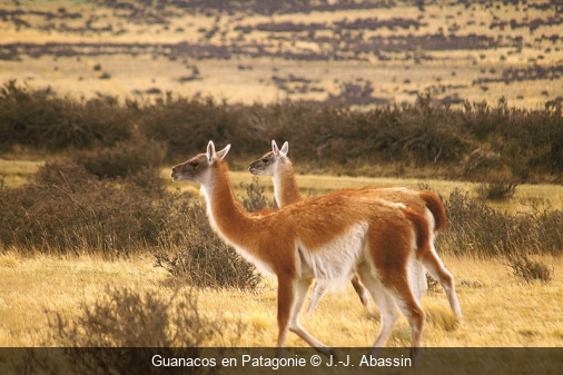 Guanacos en Patagonie J.-J. Abassin
