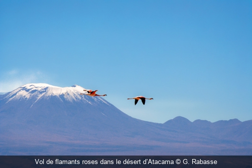 Vol de flamants roses dans le désert d’Atacama G. Rabasse