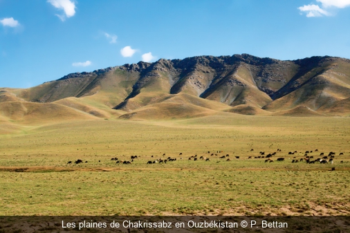 Les plaines de Chakrissabz en Ouzbékistan P. Bettan