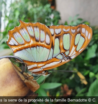 Papillon dans la serre de la propriété de la famille Bernadotte C. Lacomtesse