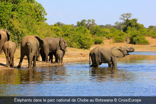 Éléphants dans le parc national de Chobe au Botswana CroisiEurope