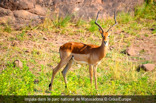Impala dans le parc national de Matusadona CroisiEurope