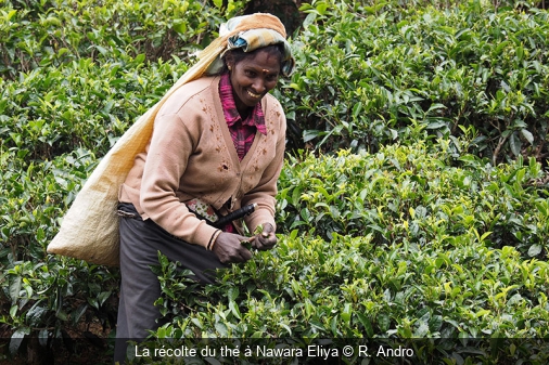 La récolte du thé à Nuwara Eliya R. Andro