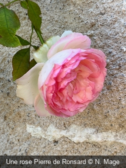 Une rose Pierre de Ronsard N. Mage