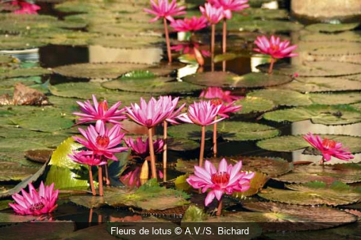 Fleurs de lotus A.V./S. Bichard