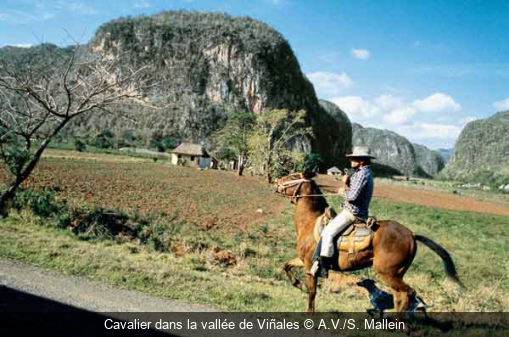 Cavalier dans la vallée de Viñales A.V./S. Mallein