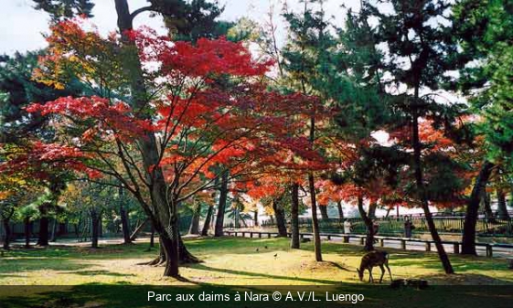 Parc aux daims à Nara A.V./L. Luengo