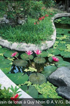 Bassin de lotus à Quy Nhon A.V./G. Bélair