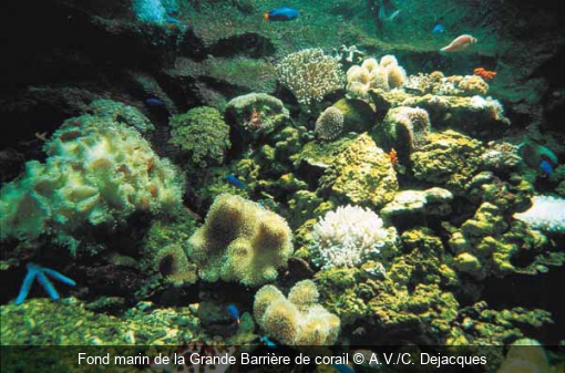 Fond marin de la Grande Barrière de corail A.V./C. Dejacques