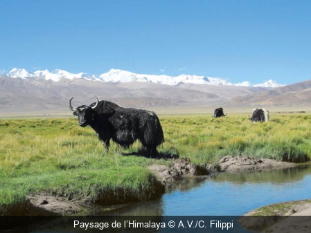 Paysage de l’Himalaya A.V./C. Filippi 