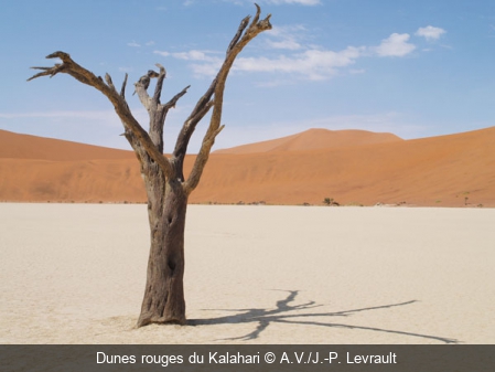 Dunes rouges du Kalahari A.V./J.-P. Levrault