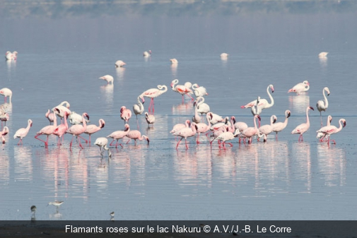 Flamants roses sur le lac Nakuru  A.V./J.-B. Le Corre