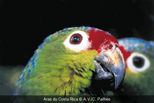 Aras du Costa Rica  A.V./C. Pailhès 