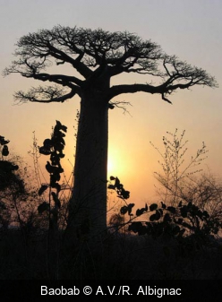 Baobab A.V./R. Albignac
