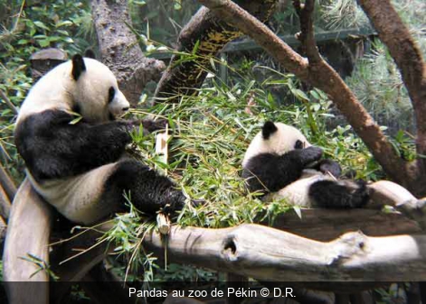 Pandas au zoo de Pékin D.R.