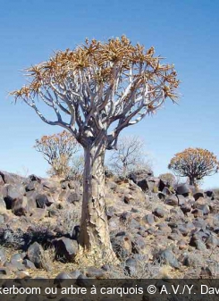 Kokerboom ou arbre à carquois A.V./Y. Davant