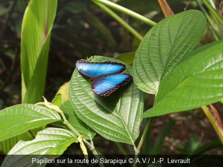 Papillon sur la route de Sarapiqui A.V./ J.-P. Levrault