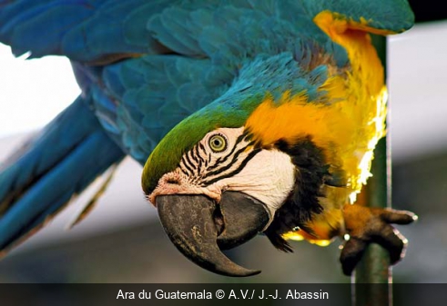 Ara du Guatemala A.V./ J.-J. Abassin