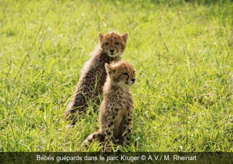 Bébés guépards dans le parc Kruger A.V./ M. Rheinart