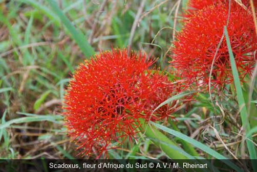 Scadoxus, fleur d’Afrique du Sud A.V./ M. Rheinart